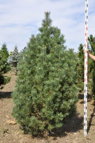 Pinus mugo 'Columnaris'